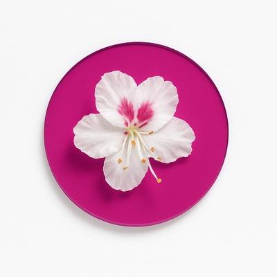 Aesculus Hippocastanum (Horse Chestnut) Flower Extract